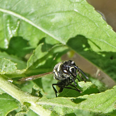 Pachodynerus californicus