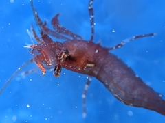 Heptacarpus taylori
