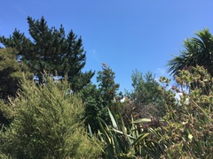 Metrosideros excelsa