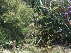 Haloragis erecta erecta