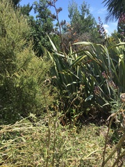 Haloragis erecta erecta