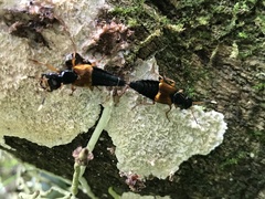 Mysolius chalcopterus