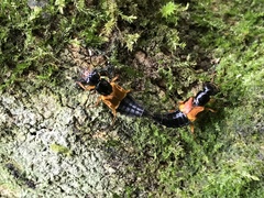 Mysolius chalcopterus