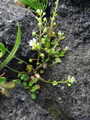 Cochlearia groenlandica