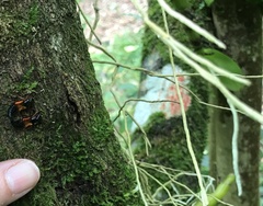 Mysolius chalcopterus