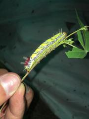 Truncaptera truncata