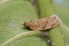 Adoxophyes privatana