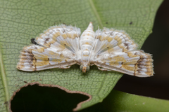 Agrotera barcealis