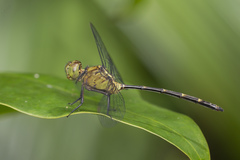 Pornothemis starrei