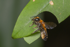 Megachile laticeps