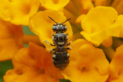 Ceratina lieftincki