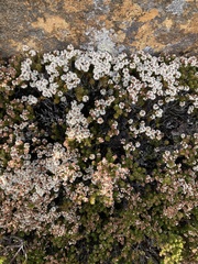 Archeria serpyllifolia