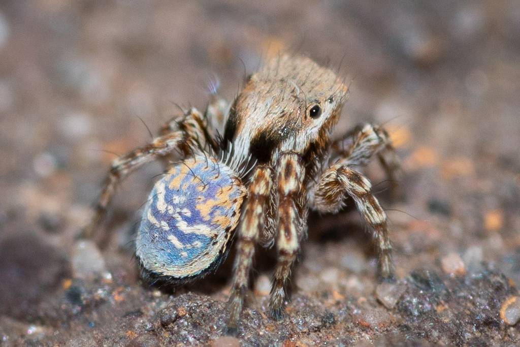 Nimbus Peacock Spider