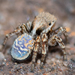 Nimbus Peacock Spider - Photo (c) Belinda Copland, some rights reserved (CC BY-NC-ND), uploaded by Belinda Copland