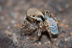 Maratus nimbus