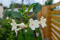 Stephanotis floribunda