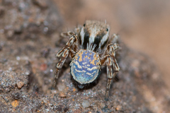 Maratus nimbus