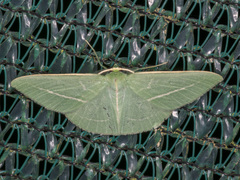 Chlorocoma stereota