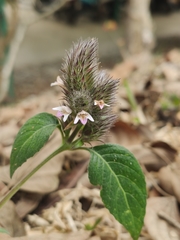 Lepidagathis incurva