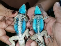 Sceloporus cyanogenys