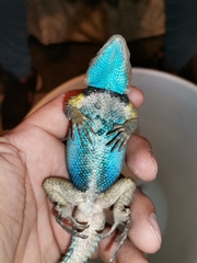 Sceloporus cyanogenys