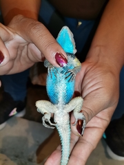 Sceloporus cyanogenys