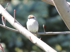 Spizella passerina passerina