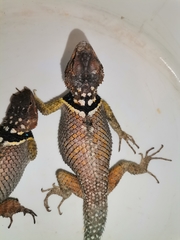 Sceloporus cyanogenys