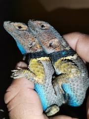 Sceloporus cyanogenys