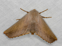 Monoctenia smerintharia