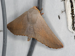 Monoctenia smerintharia