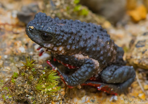 Maldonada redbelly toad, Melanophryniscus moreirae