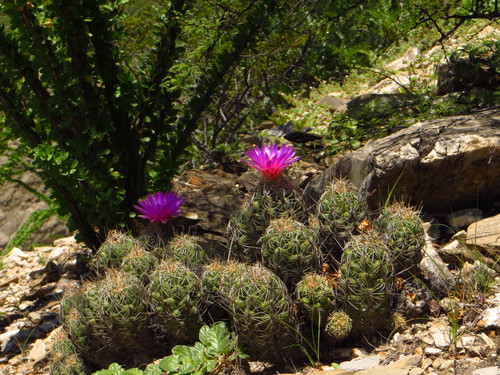 Thelocactus leucacanthus