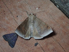 Ophisma
