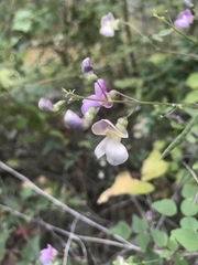 Phaseolus texensis