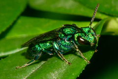 Temnosoma