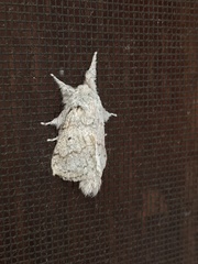 Macromphalia dedecora