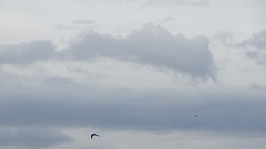 Pygochelidon cyanoleuca