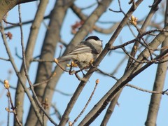 Poecile carolinensis