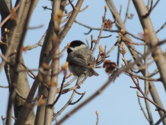 Poecile carolinensis