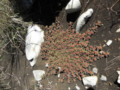 Euphorbia densiflora