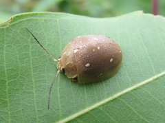 Paropsis lutea