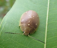 Paropsis lutea