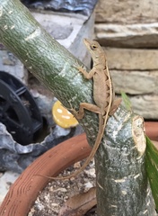 Anolis sagrei