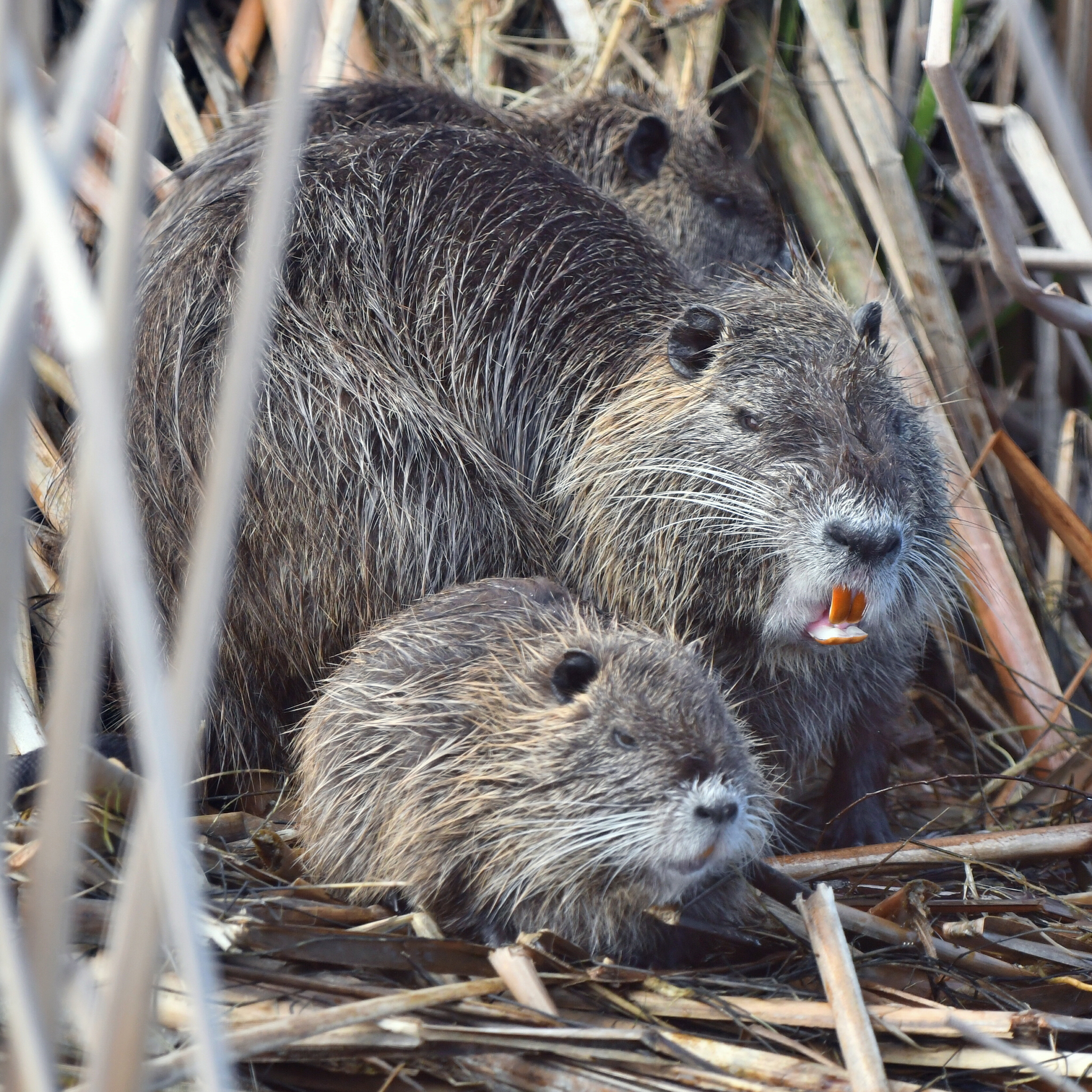 Myocastor coypus – Wikipédia, a enciclopédia livre