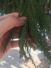 Cryptomeria japonica