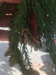 Cryptomeria japonica