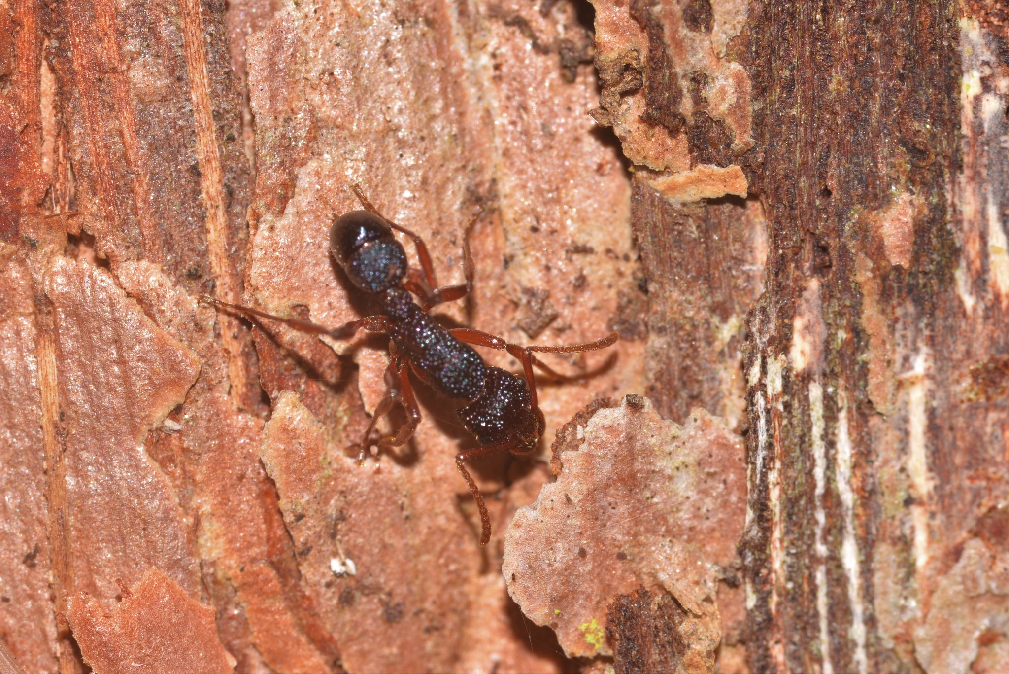 Rhytidoponera scabrior