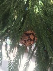 Cryptomeria japonica
