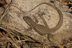 Liolaemus nigroviridis